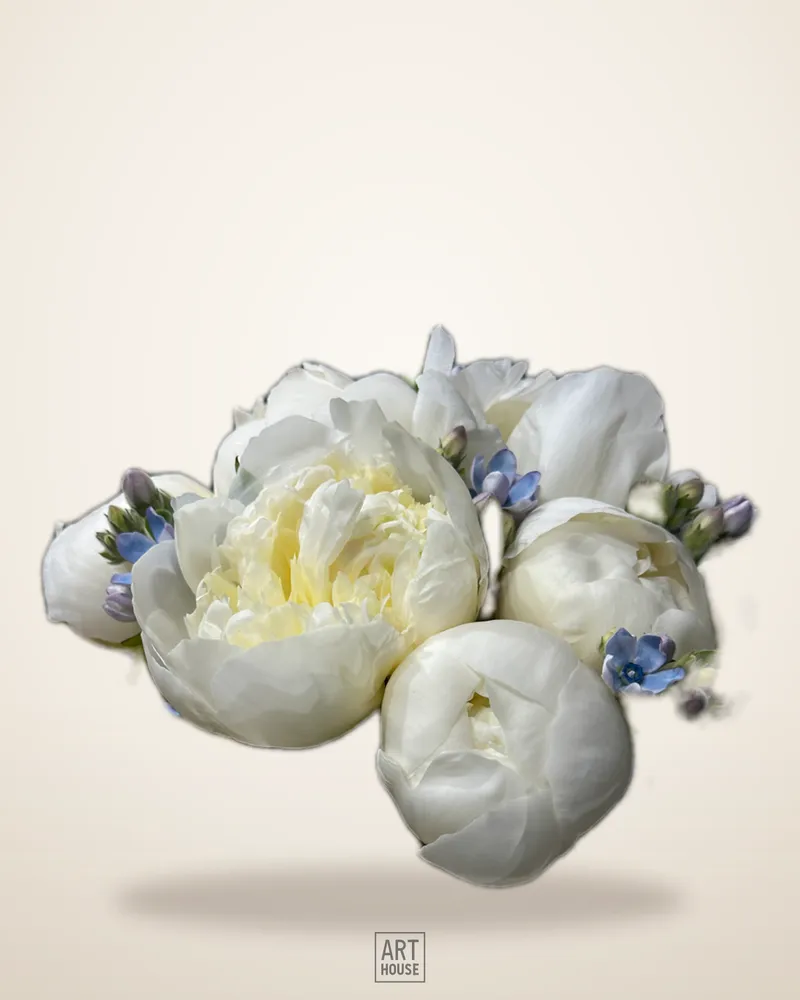 Oxipethalum Accent Bridal