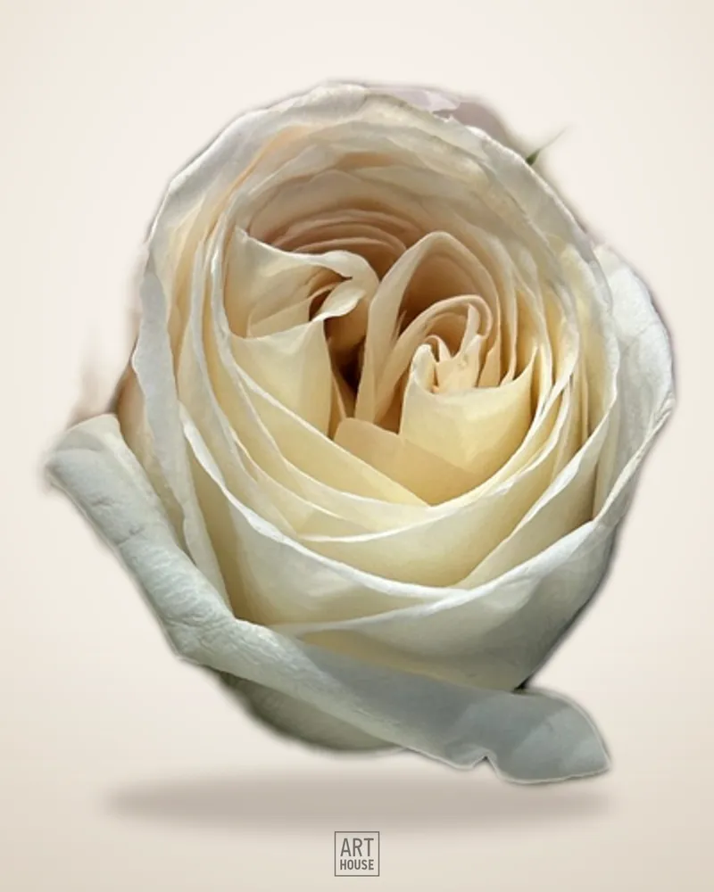 Bridal bouquet