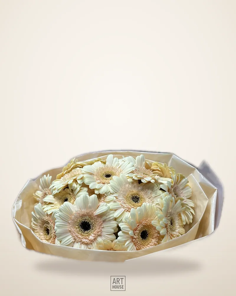 Gherbiera Complement